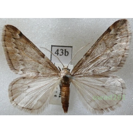 Alsophila aescularia (Denis & Schiffermüller, 1775) Czech43b